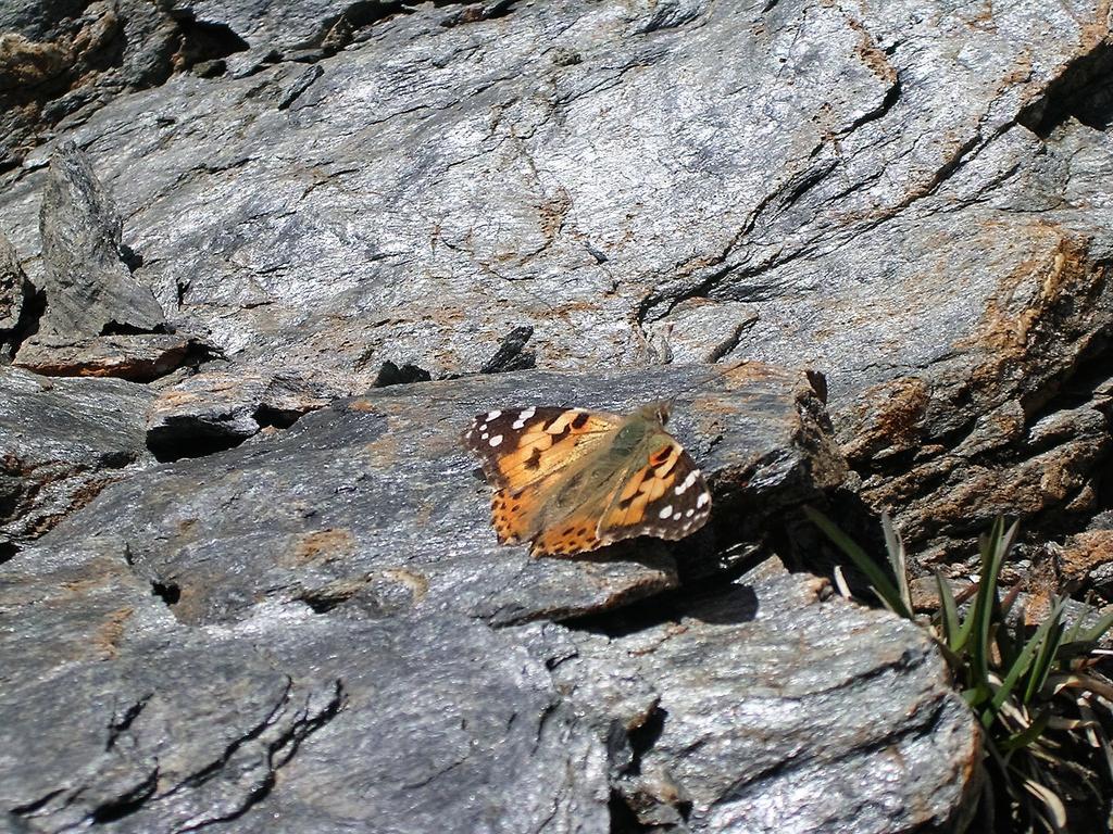 Alpenblick Apartamento *